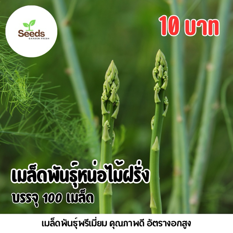 เมล็ดพันธุ์หน่อไม้ฝรั่ง บรรจุ 100 เมล็ด/ซอง