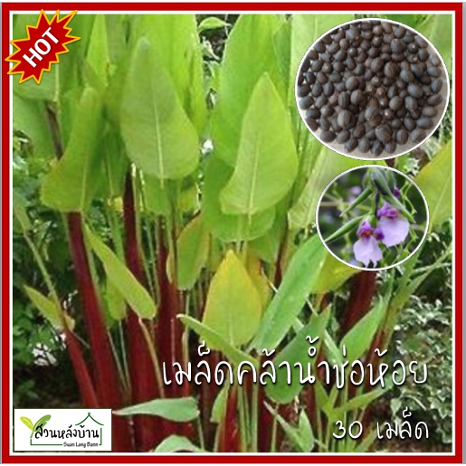 30 เมล็ด คล้าน้ำช่อห้อย เมล็ดคล้าน้ำช่อห้อย เมล็ดคล้าน้ำ คล้าน้ำ