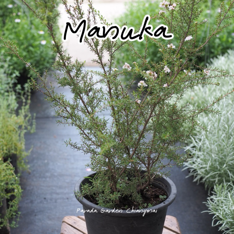มานูก้า ( Manuka ) ดอกไม้กินได้ กระถางขนาด 11 นิ้ว