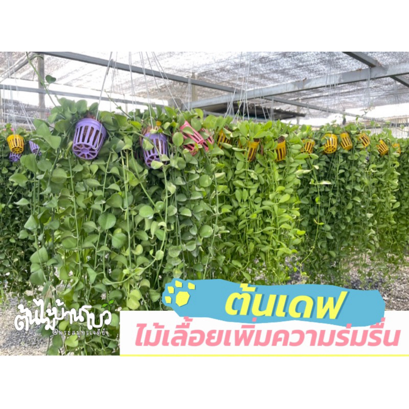 เดฟเขียว/เดฟด่าง ยกพวง10กระถาง พร้อมลวดแขวน ไม้ฟอกอากาศ