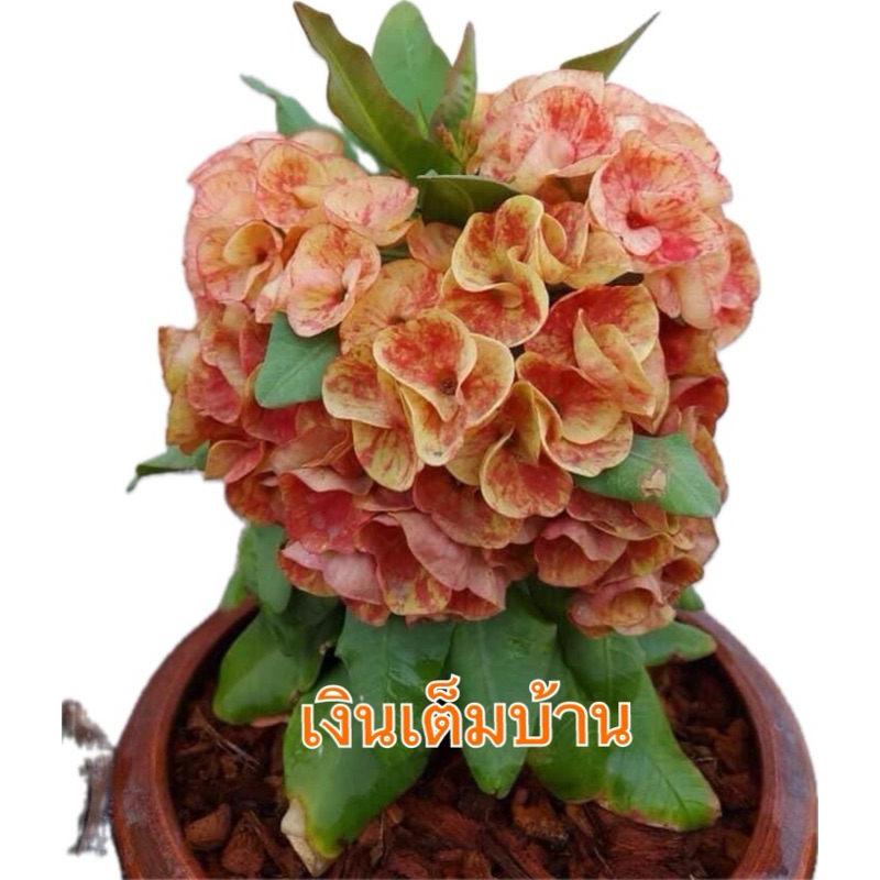 ขายโป๊ยเซียนสายพันธุ์  “เงินเต็มบ้าน”สีส้มแฟนซีดอกใหญ่และดกมากฟอร์มสวย กระถาง 3 นิ้วส่งทั้งกระถาง