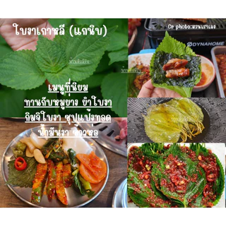 เมล็ดใบงาเกาหลีของแท้ 70-80เมล็ด พร้อมสอนปลูกทุกขั้นตอน #แกนิบ 깻잎 #ใบงาเกาหลี #Gaennip #KoreanPerilla