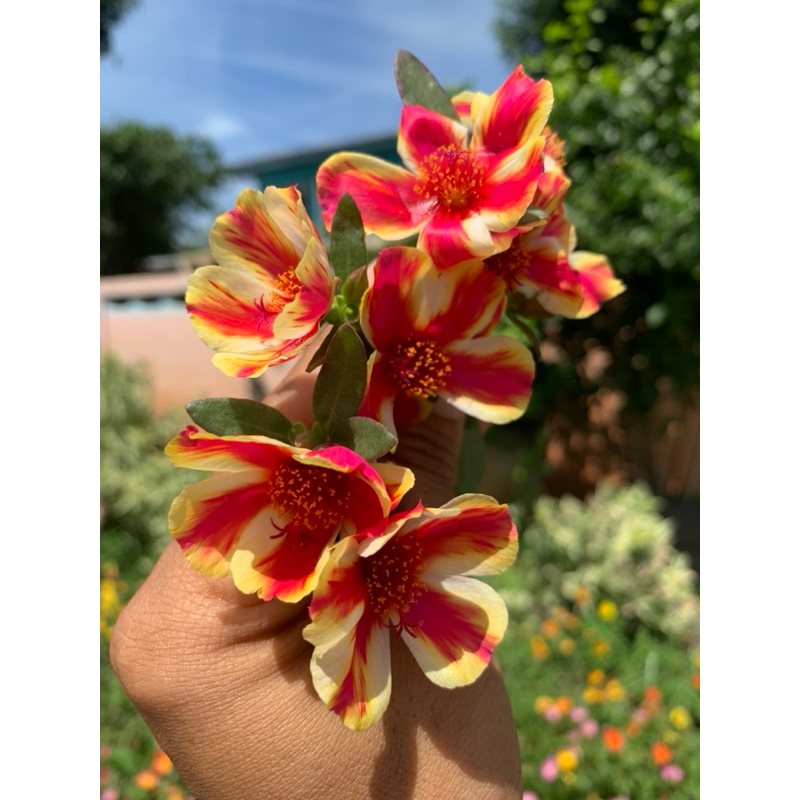 คุณนายตื่นสายทรูโทนชุด 20กิ่ง 60฿คุณนายตื่นสายชุด 20กิ่ง 60฿