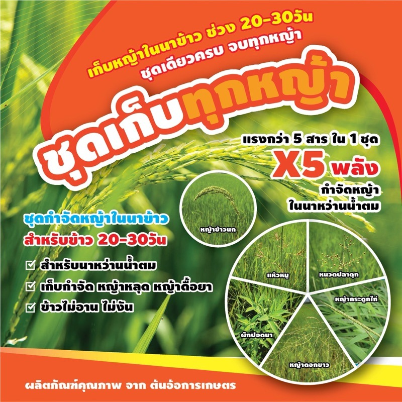 ชุดเก็บ ในนาข้าวน้ำตม สำหรับข้าวอายุ20-25วัน
