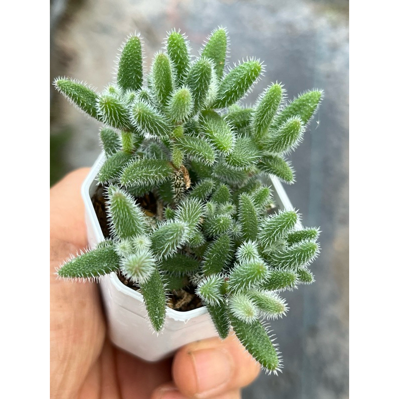 ก้ามกุ้ง,เกล็ดหิมะ Delosperma Echinatum ไม้อวบน้ำ น่ารักๆ กระถาง 2 นิ้ว