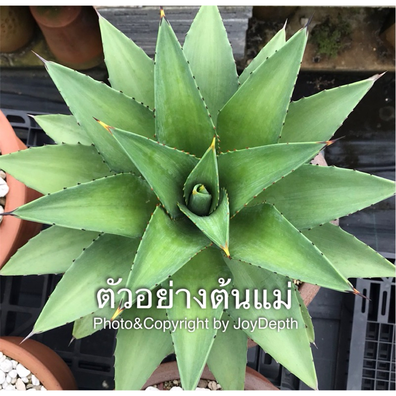 Agave Titanota x Desmettiana “Yuki de Yunlin” อากาเว่ ติตาโนตา เอกซ์ เดสเม็ทเทียน่า“ยูกิ เดอ ยุนลิน”
