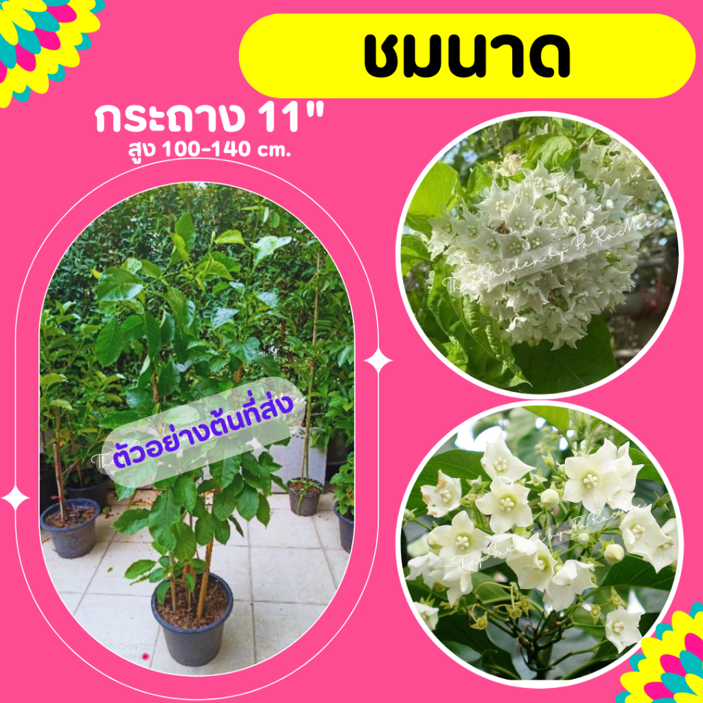 ต้นชมนาด ไม้เลื้อยดอกหอม