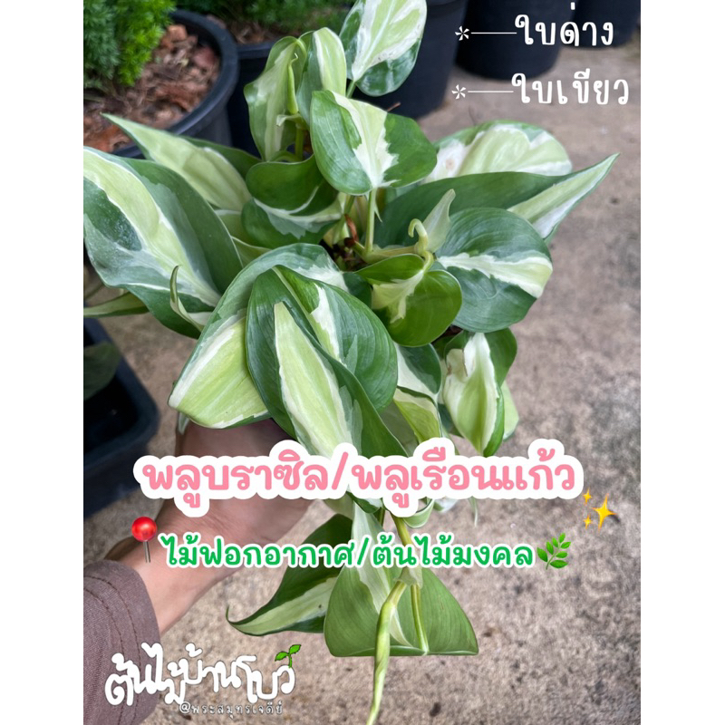 พลูบราซิล/พลูเรือนแก้ว ใบด่างๆสวยๆ กระถาง3” ไม้มงคลฟอกอากาศ ดูแลง่าย
