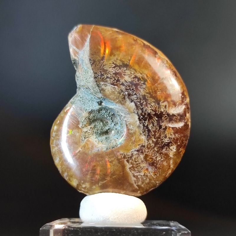 Ammonite Fossil🔸ฟอสซิล แอมโมไนต์