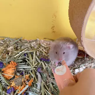 ขนมแฮมเตอร์ อาหารชูการ์ ขนมกระต่าย หนู แฮมเตอร์ ชูการ์ กระรอก เม่นแคระ และสัตว์ฟันแทะอื่นๆ