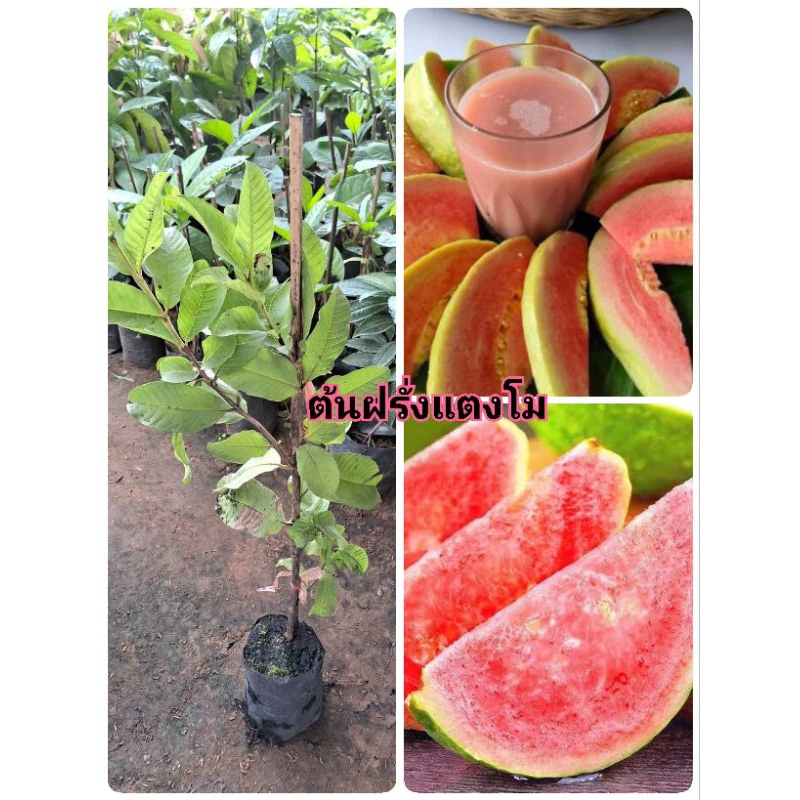 ต้นพันธุ์ฝรั่งแตงโม (แบบกิ่งตอน)สูง.70ซม. ฝรั่งไส้แดง เมล็ดน้อย สายพันธุ์ใหม่ เนื้อกรุบกรอบ ฉ่ำน้ำ ร