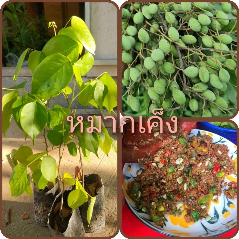 ต้นลูกหยี หรือต้นหมากเค็ง ผลไม้ป่าหายาก สูง 20-30ซม.รับประทานได้ทั้งผลดิบ,ผลสุก สินค้าเสียหายยินดีเคลมฟรี