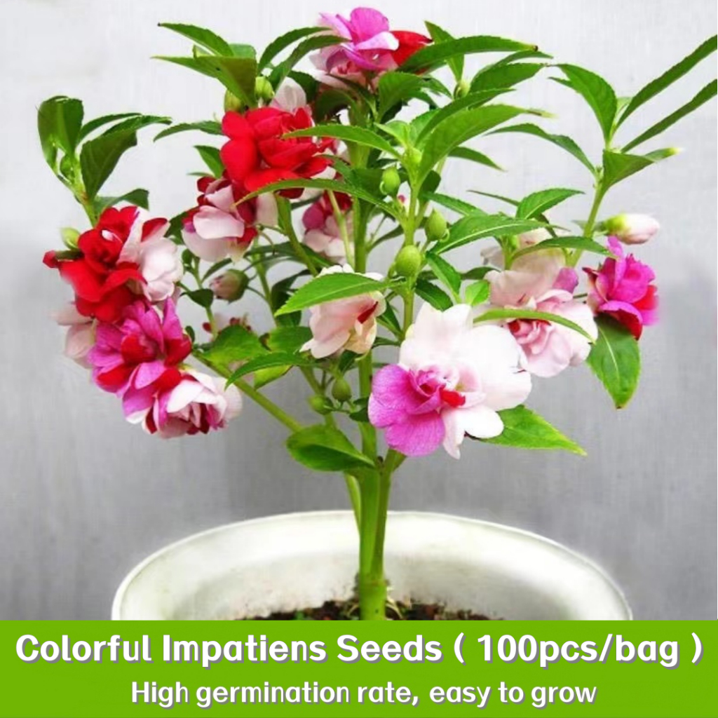 พืชผัก 100 เมล็ด ดอกเทียน Colorful Impatiens Seeds การปลูกต้นไม้ด้วยมือ ปลูกต้นไม้ในร่ม