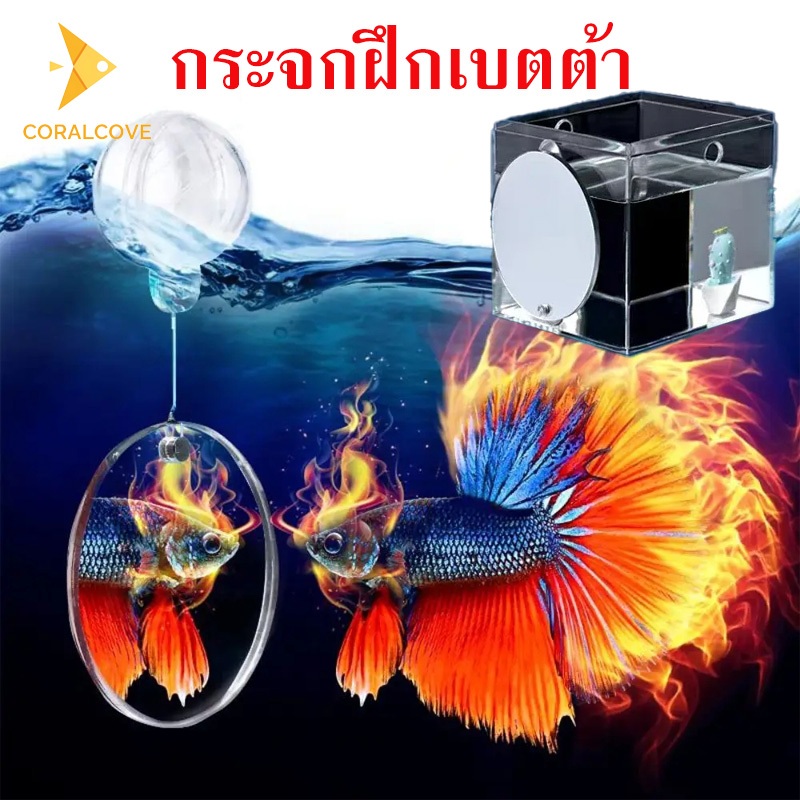 coralcoveshop กระจกปลากัด กระจกลอยน้ำทรงกลม กระจกด้านเดียว กระจกสองด้าน สำหรับฝึกเลี้ยงปลากัด 4ซม./5ซม./6ซม.