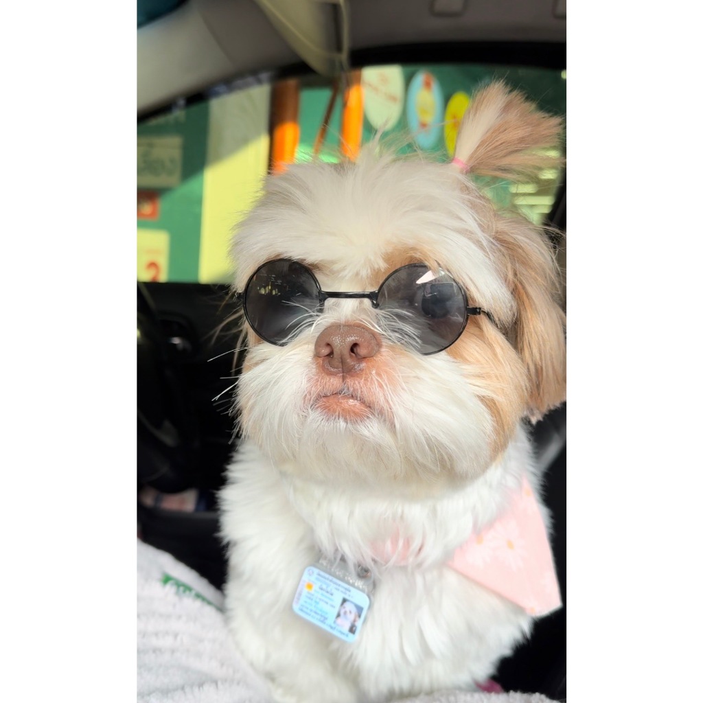 แว่นหมา 10 cm แว่นแมว | สำหรับชิสุ พุดเดิ้ล ปอมอ้วน | แว่นกันแดดสัตว์เลี้ยง มีสายรัด พร็อพแฟชั่น