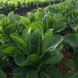 เมล็ดพันธุ์ผักสลัด กรีนคอส พันธุ์ทริปเปิ้ล ( ขนาด 0.5 กรัม ) ( เมล็ดเปลือย ) รหัสสินค้า 3017
