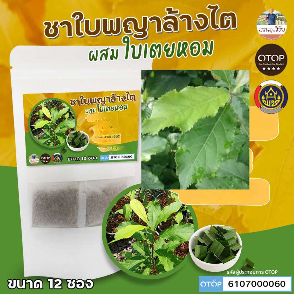 ชาพญาล้างไต ผสมเตยหอม ดื่มง่าย ปลูกธรรมชาติไร้สารเคมี สินค้าดี OTOP ขนาด 12 ซองชา พร้อมส่ง