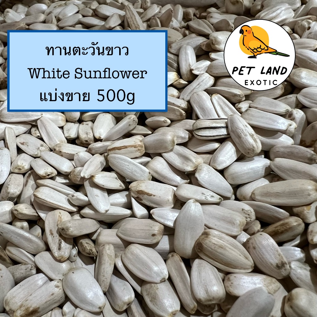 Farmland White Sunflower ทานตะวันขาว สำหรับนกแก้ว และสัตว์ฟันแทะ แบ่งขายขนาด 500 g