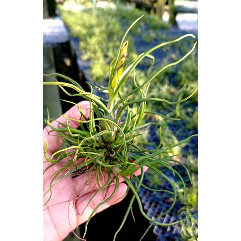 Tillandsia bulbosa clump
