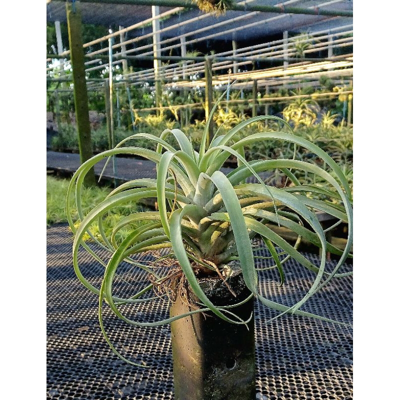 Tillandsia riohondoensis airplants