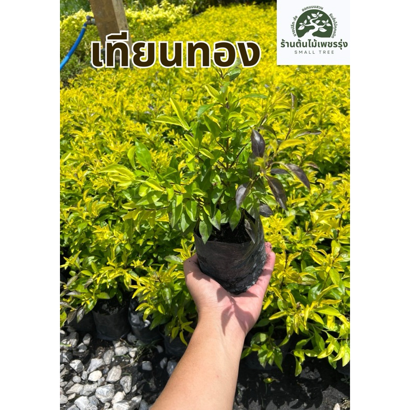 ต้นเทียนทอง(ชายอดทอง) ถุง 2 นิ้ว ชุด 50 ต้น