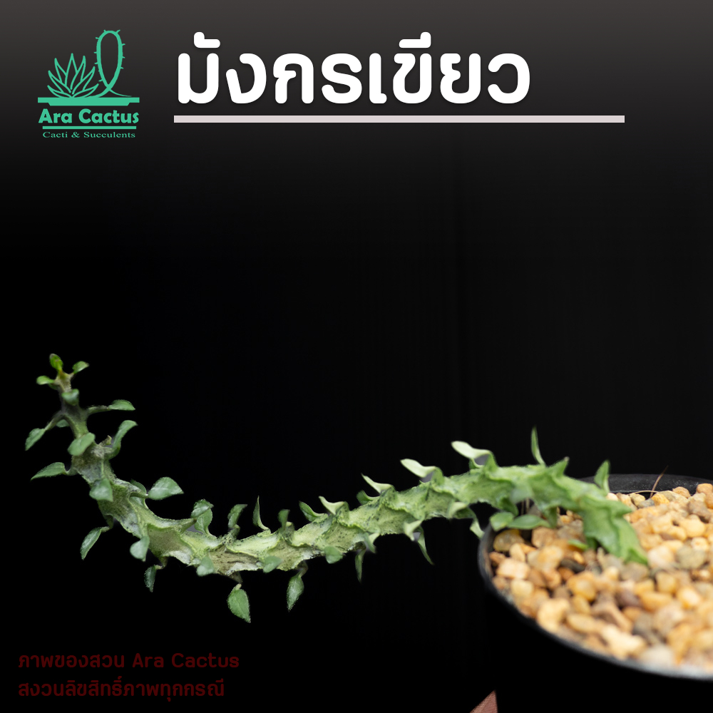 สวนขายเอง! เก๋ง มังกรเขียว Ceropegia armandii แคคตัส ต้นไม้ประดับ อวบน้ำ ไม้ฟอกอากาศ