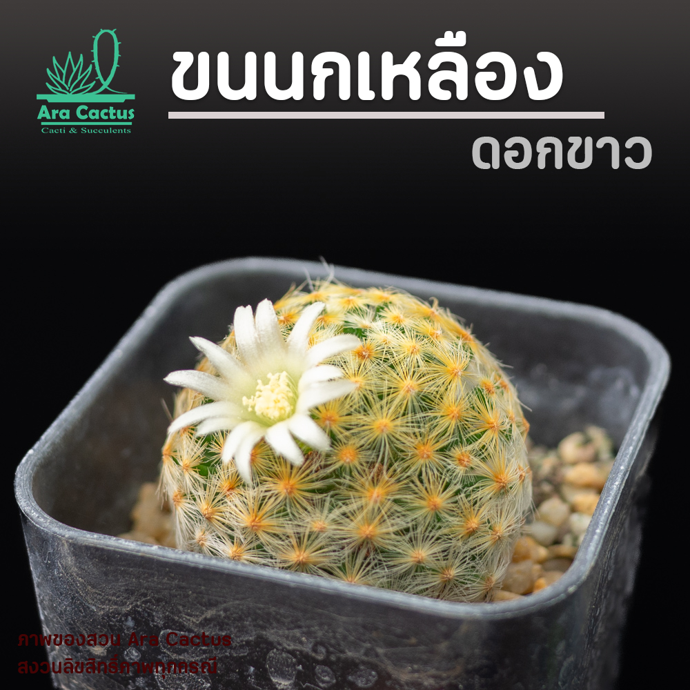 สวนขายเอง! แมมขนนกเหลือง Mammillaria schiedeana ไซส์กระถาง 2 นิ้ว แคคตัสสวยๆ แคนตัส กระบองเพชรสวย ตะบองเพชร ต้นไม้ประดับ