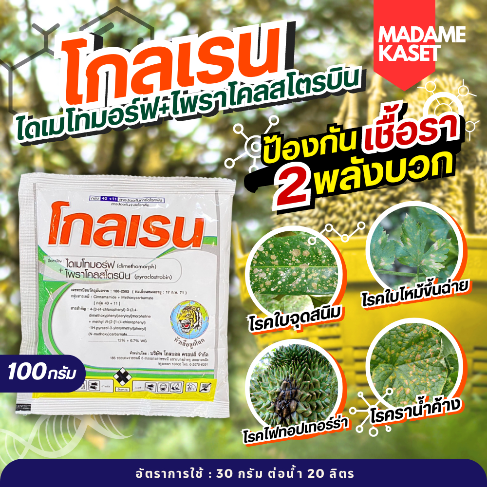 โกลเรน 100g (ไดเมโทมอร์ฟ+ไพราโคลสโตรบิน) ป้องและกำจัดเชื้อรา ราน้ำค้าง โรคใบไหม้ โรคใบจุดสนิม ไฟทอปเทอร์ร่า โรคใบติด