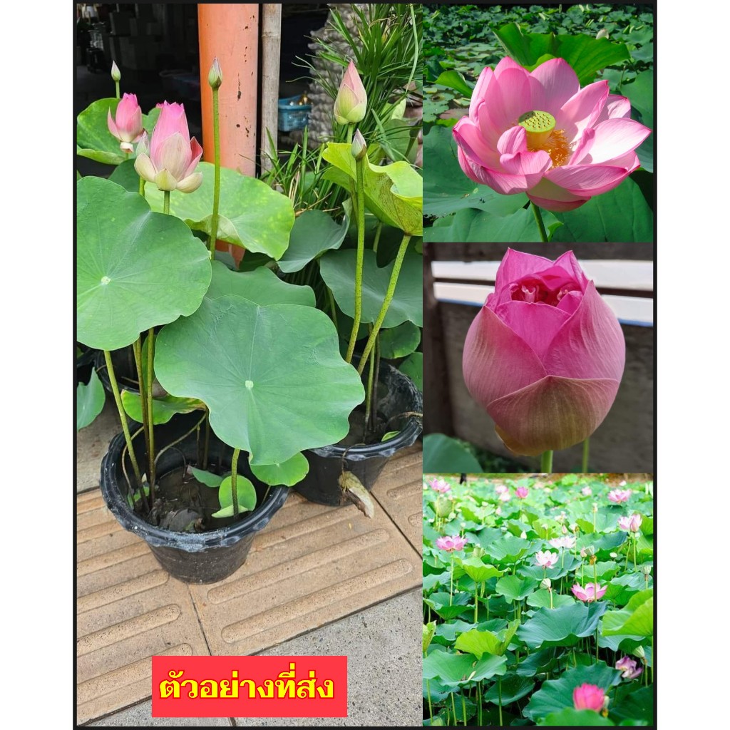 (1ต้น) ติดดอกแล้ว สีชมพู สีขาว ต้น บัวหลวง ต้นบัวหลวง ดอกบัวหลวง Lotus tree กระถาง 11 นิ้ว / fadel
