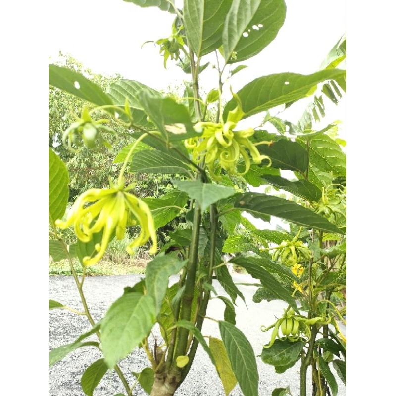 ต้นกระดังงาสงขลา “งานกระถาง” สูง70 cm ขึ้นไป ดอกสีเหลืองสวย