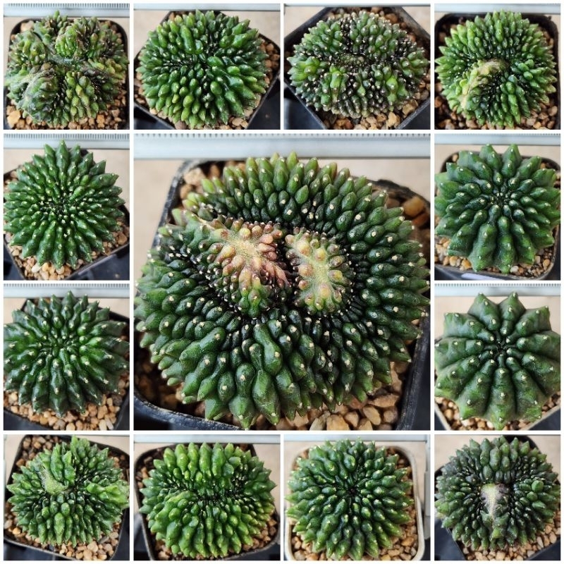 Gymno คริสตาต้าไร้หนาม/ไร้หนาม ตัวแรร์ ตัวหายาก แม่พันธุ์ พร้อมให้ดอก