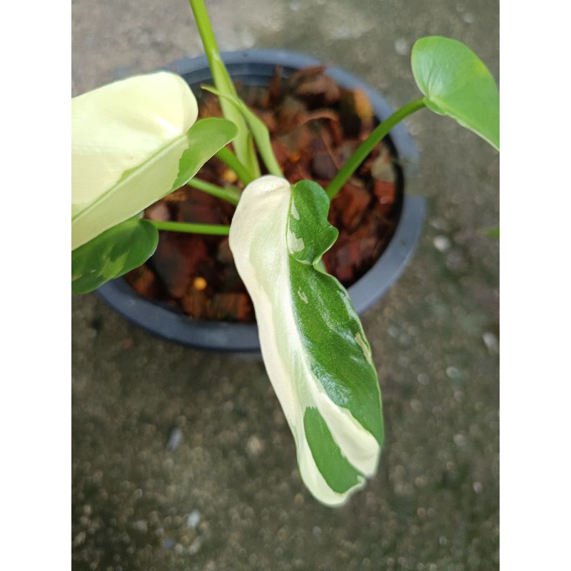 Philodendron Golden Dragon ด่าง mutation