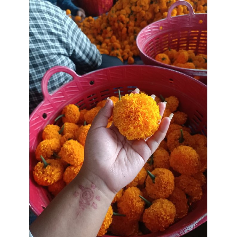 ดอกดาวเรืองสด-ไซต์กลาง100ดอก