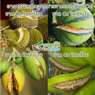 ปุ๋ยแคลเซียมไนเตรท 15-0-0 +26.5CaO ละลายน้ำ100% แม่ปุ๋ยไฮโดรโปนิกส์