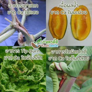 ปุ๋ยแคลเซียมไนเตรท 15-0-0 +26.5CaO ละลายน้ำ100% แม่ปุ๋ยไฮโดรโปนิกส์