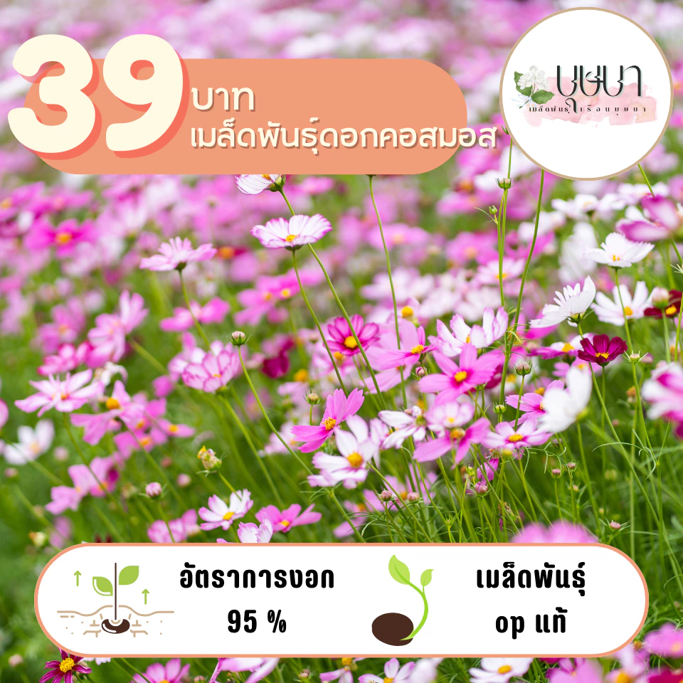 ดอกคอสมอส คละสี 1,000 เมล็ด