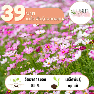 ดอกคอสมอส คละสี 1,000 เมล็ด