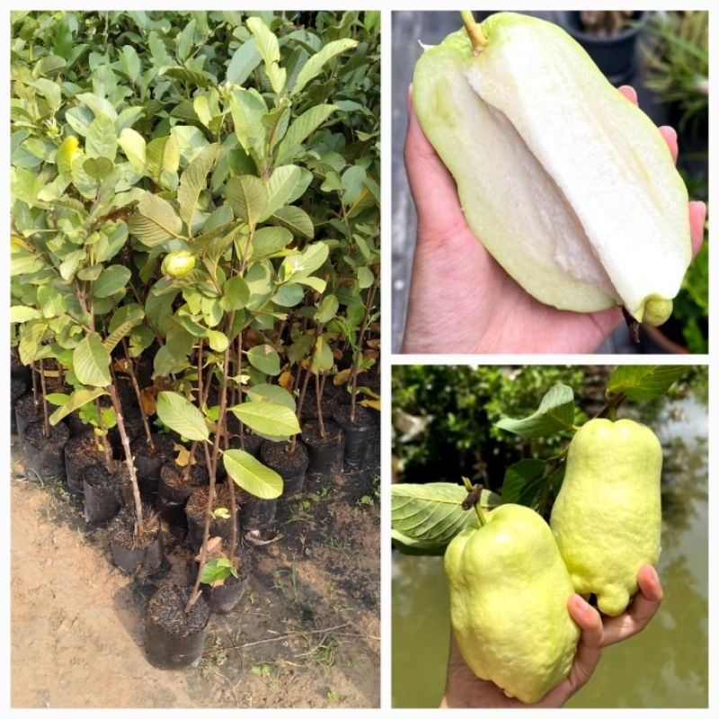 ต้นฝรั่งสาลี่ทองไร้เมล็ด รสชาติหวานกรอบ ให้ผลดก แบบกิ่งตอนชำลงถุง ต้นพันธุ์แข็งแรงรากแน่นพร้อมปลูก