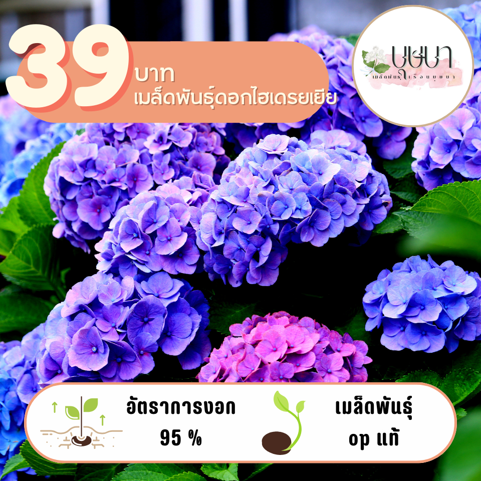 ดอกไฮเดรยเยีย 39บาท 50เมล็ด