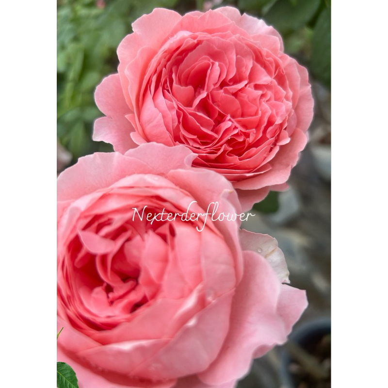 ทรีโรส กุหลาบแอนนาโซฟิค ตอสูง 100 สูงรวมพุ่ม 160 เป็นกุหลาบที่หลายคนใฝ่ฝัน สวย หอม สีชมพู ออกดอกเก่ง ให้ดอกเป็นช่อ