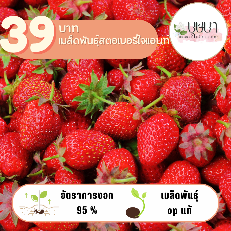 สตอเบอร์รี่ใจแอนท์ 39บาท 300เมล็ด