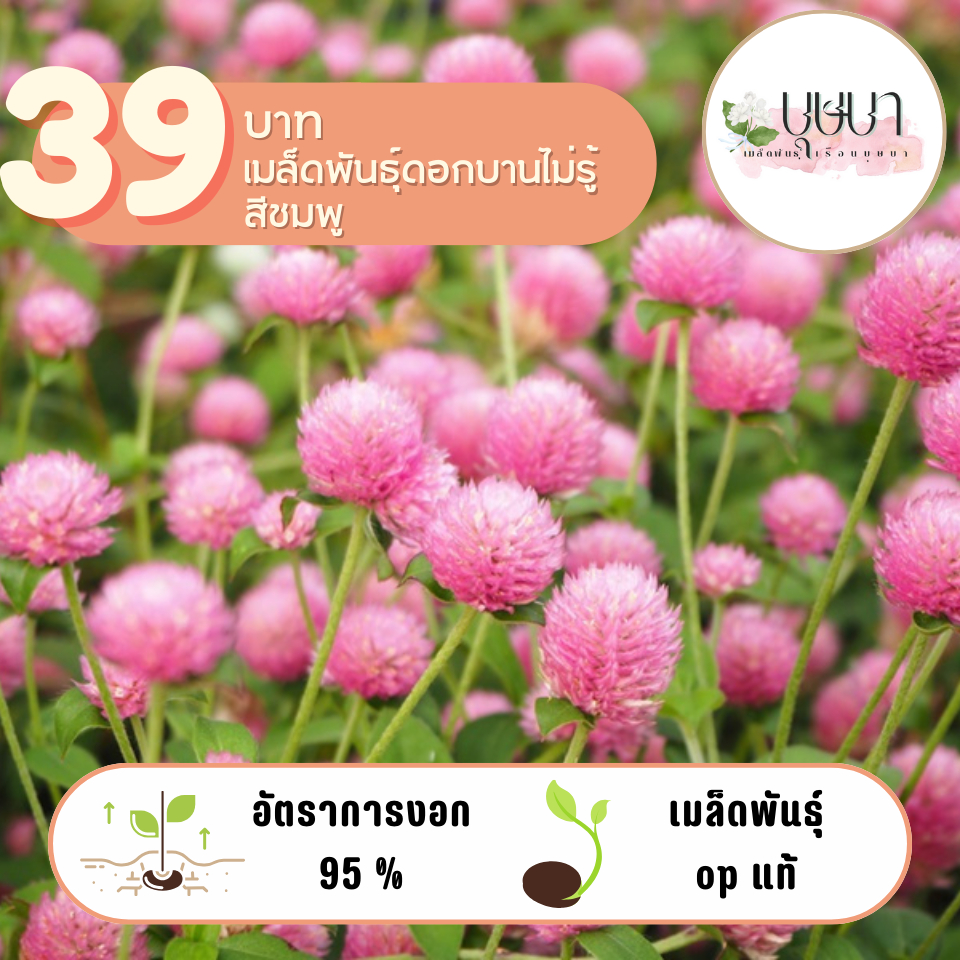 ดอกบานไม่รู้โรยสีชมพู 39บาท 200เมล็ด