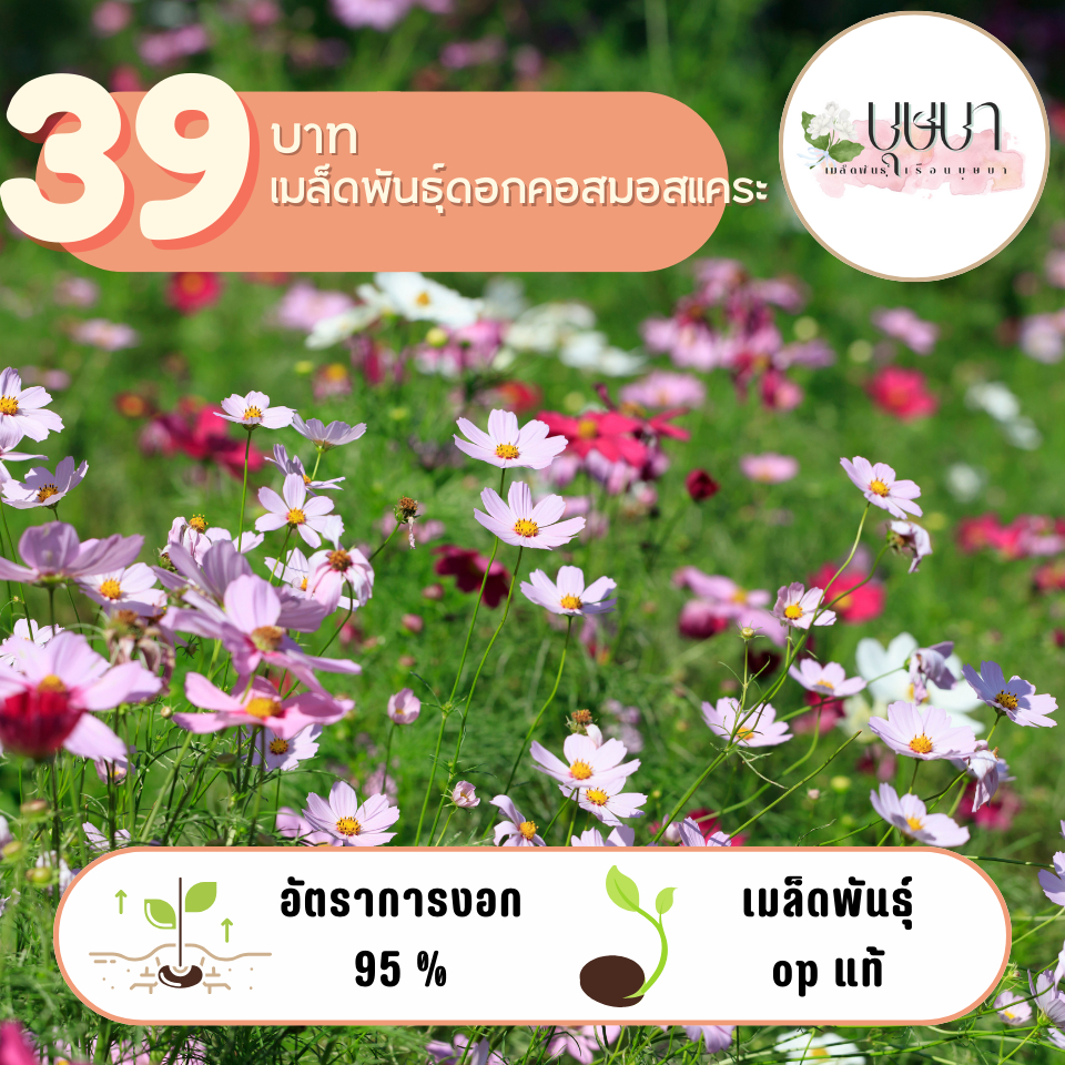 คอสมอสแคระ 39บาท 1,000เมล็ด