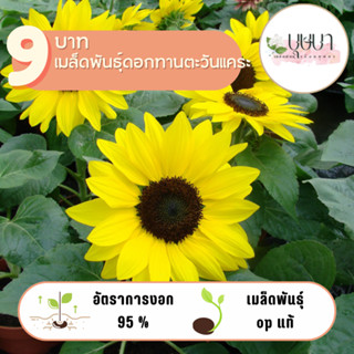 ทานตะวันแคระ 39บาท 50เมล็ด