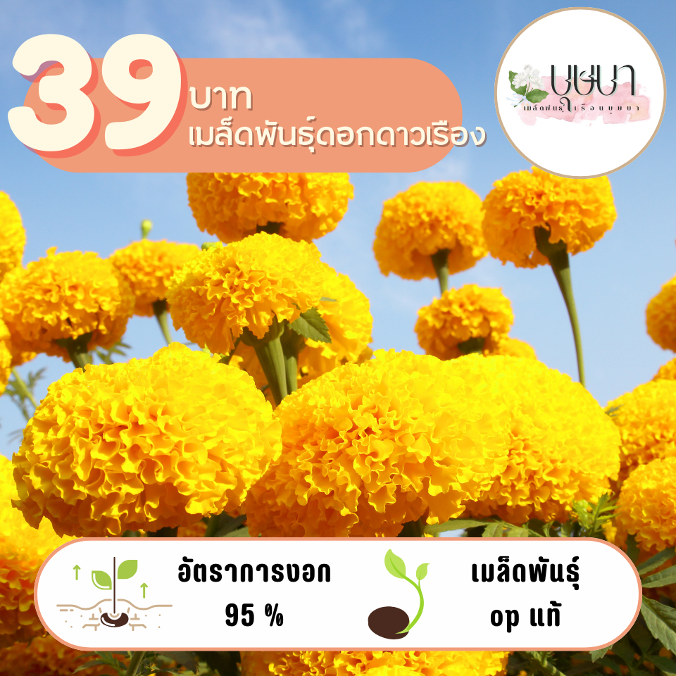 ดอกดาวเรือง 39บาท 300เมล็ด
