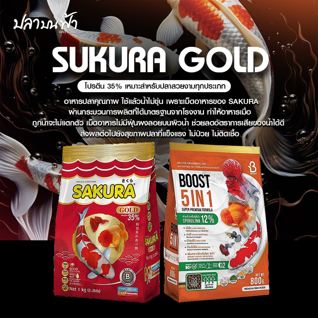 อาหารปลาซากุระโกลด์ Sakura gold ของแท้ โปรตีนสูง 35% ปลาสุขภาพแข็งแรงน้ำไม่ขุ่น โปรตีนสูง เร่งสี เร่งโต