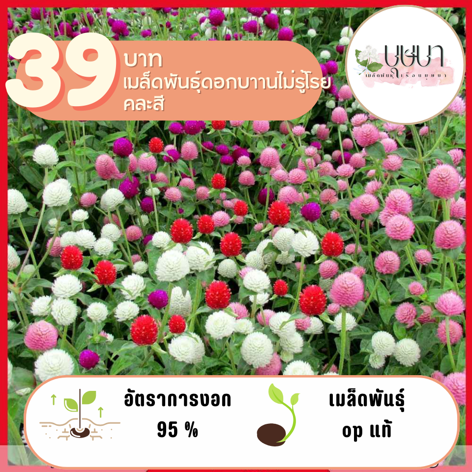 บานไม่รู้โรยคละสี 200เมล็ด
