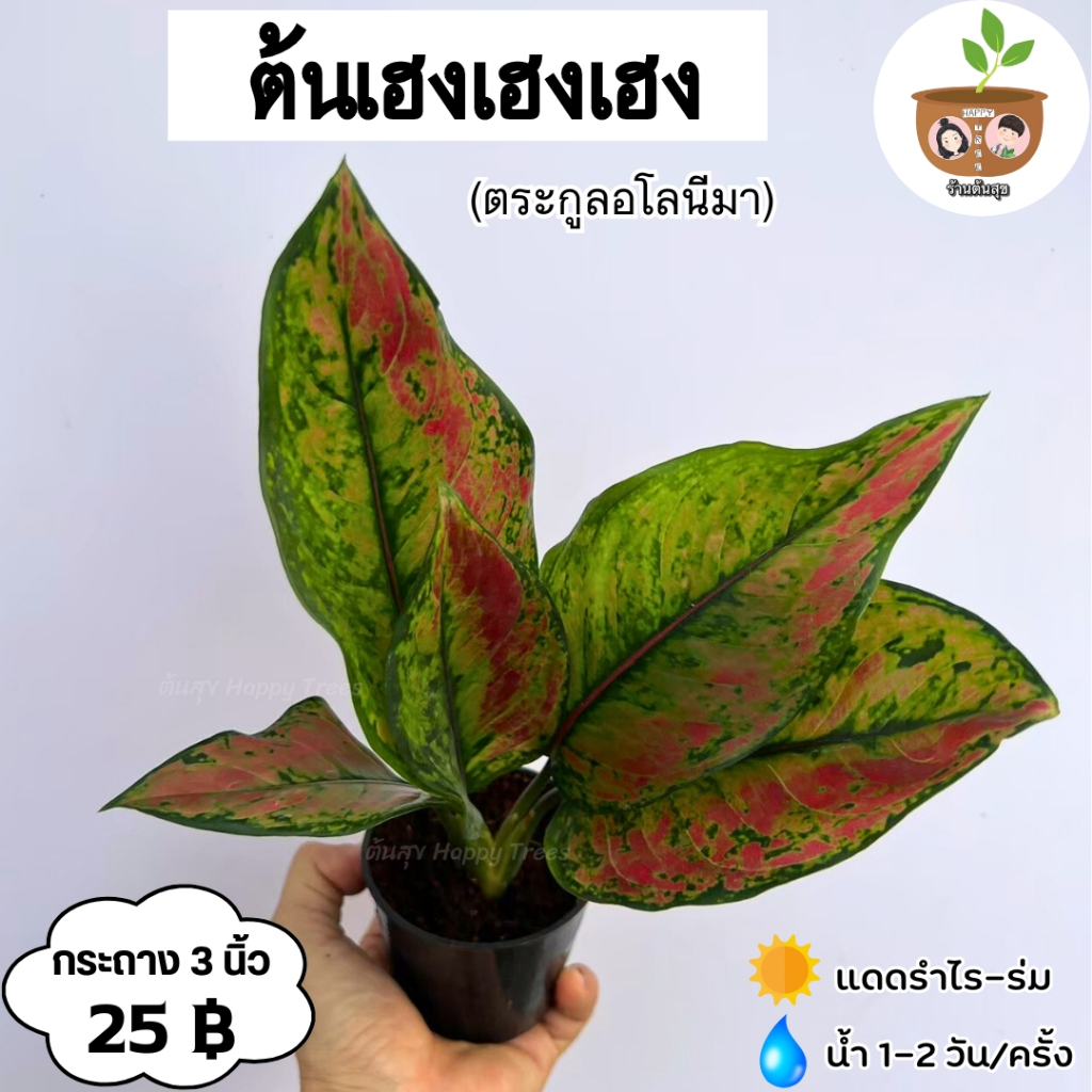 ต้นเฮงเฮงเฮง จัดส่ง 2 ต้นขึ้นไป คละแบบได้