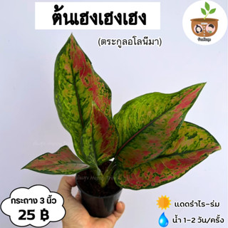 ต้นเฮงเฮงเฮง จัดส่ง 2 ต้นขึ้นไป คละแบบได้