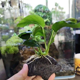 ต้นไม้น้ำ ต้นอนูเบียส ผูกหินภูเขาไฟ ทนเลี้ยงง่าย ช่วยเรื่องน้ำใส 🌱🌱